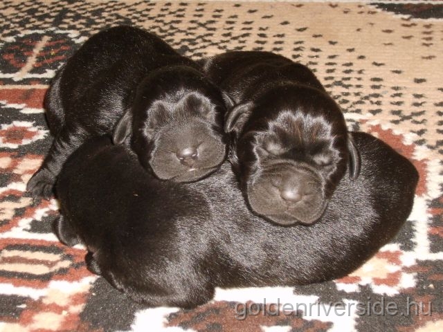 S6002769 kicsi.jpg - Labrador kiskutyk hrom naposan.